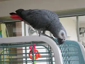 african grey parrot 