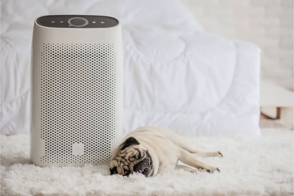 Best Air Purifier for Odor Elimination