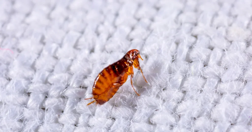 Flea on white fabric. Steam cleaning can kill fleas.