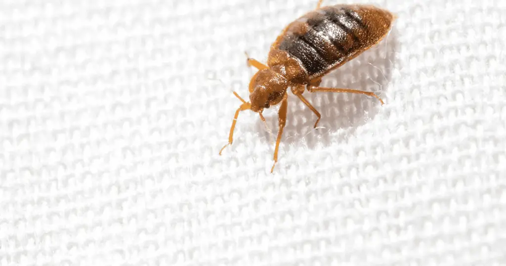 Bed Bug on white fabric. Picking the best steam cleaner for getting rid of bed bugs.